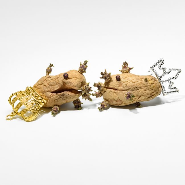 Le règne des fruits