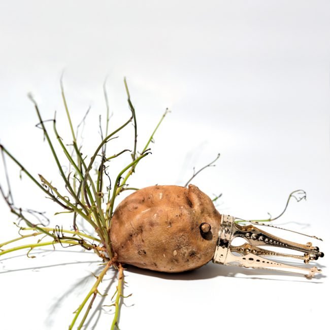 Le règne des fruits