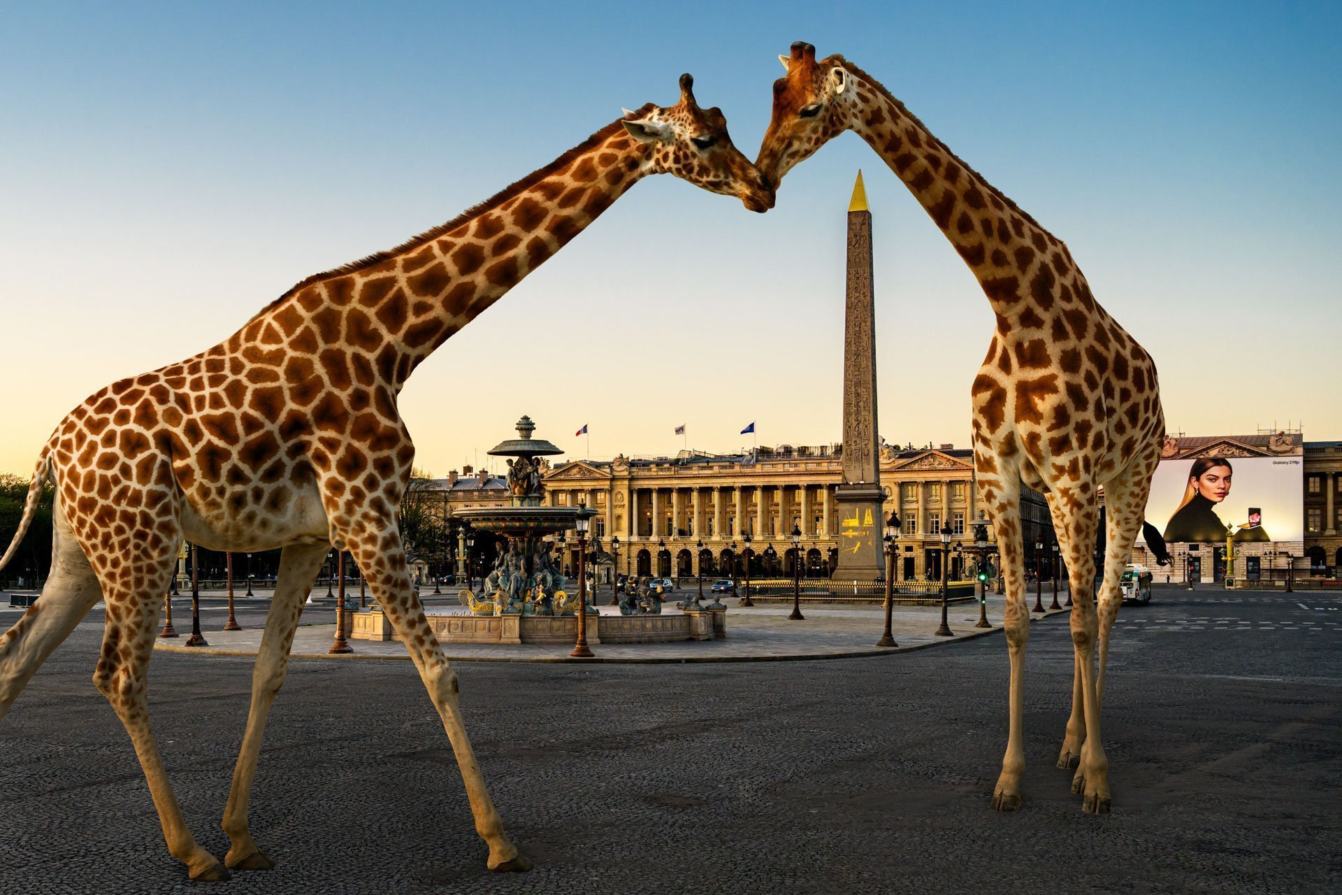 Pendant ce temps suspendu du premier confinement, je suis partie à la recherche de tous ces animaux qui semblaient avoir repris possession de leur territoire, ou plutôt du nôtre : la ville !
La presse évoquait l’apparition de lièvres, de renards, de cerfs et de biches déambulant librement dans les rues des villes, la réalité s’est avérée toute autre. Mis à part quelques canards, pigeons et moineaux, Paris restait déserte et muette.
L’idée s’est imposée, si je désirais voir surgir ce monde imaginaire et magique où tout un bestiaire d’espèces rares et menacées s’inviterait dans les rues de Paris en visiteurs inattendus, il fallait donc l’inventer et tenter de répondre ainsi aux attentes de ce fantasme collectif.
Je me suis alors souvenu de photos d’hier réalisées au Parc Zoologique de Paris que j’ai complétées par de nouvelles images prises le jour même de la réouverture officielle du Parc Zoologique de Paris le 8 juin 2020.
Ainsi l’histoire de ces bêtes extraordinaires dans Paris pouvait être racontée…
Les Zoonoses sont des maladies ou infections qui se transmettent des animaux vertébrés à l'homme et vice versa. Les pathogènes en cause peuvent être des bactéries, des virus ou des parasites.
