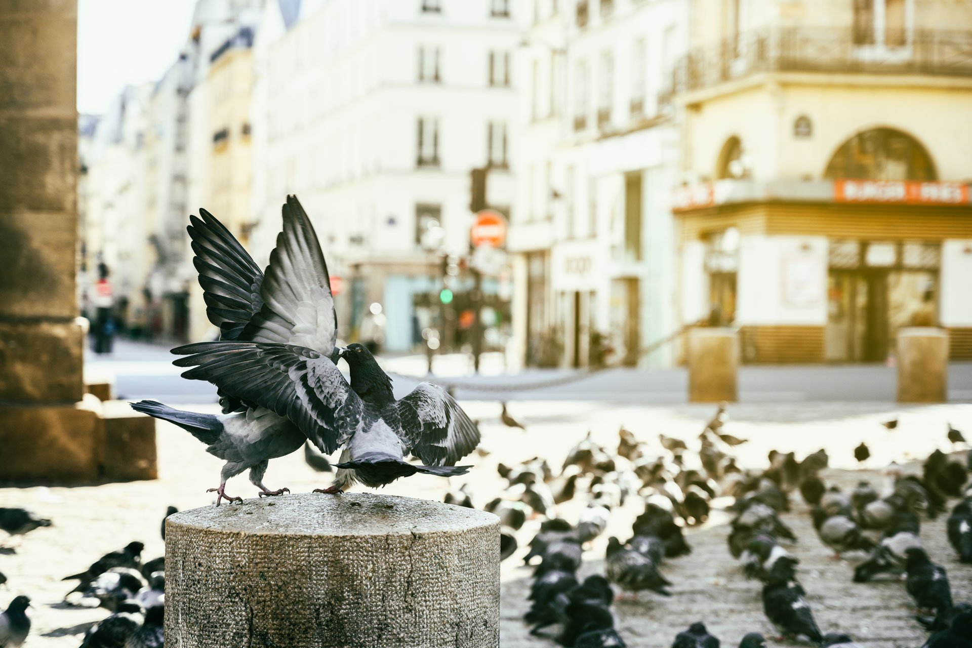 Pendant ce temps suspendu du premier confinement, je suis partie à la recherche de tous ces animaux qui semblaient avoir repris possession de leur territoire, ou plutôt du nôtre : la ville !
La presse évoquait l’apparition de lièvres, de renards, de cerfs et de biches déambulant librement dans les rues des villes, la réalité s’est avérée toute autre. Mis à part quelques canards, pigeons et moineaux, Paris restait déserte et muette.
L’idée s’est imposée, si je désirais voir surgir ce monde imaginaire et magique où tout un bestiaire d’espèces rares et menacées s’inviterait dans les rues de Paris en visiteurs inattendus, il fallait donc l’inventer et tenter de répondre ainsi aux attentes de ce fantasme collectif.
Je me suis alors souvenu de photos d’hier réalisées au Parc Zoologique de Paris que j’ai complétées par de nouvelles images prises le jour même de la réouverture officielle du Parc Zoologique de Paris le 8 juin 2020.
Ainsi l’histoire de ces bêtes extraordinaires dans Paris pouvait être racontée…
Les Zoonoses sont des maladies ou infections qui se transmettent des animaux vertébrés à l'homme et vice versa. Les pathogènes en cause peuvent être des bactéries, des virus ou des parasites.