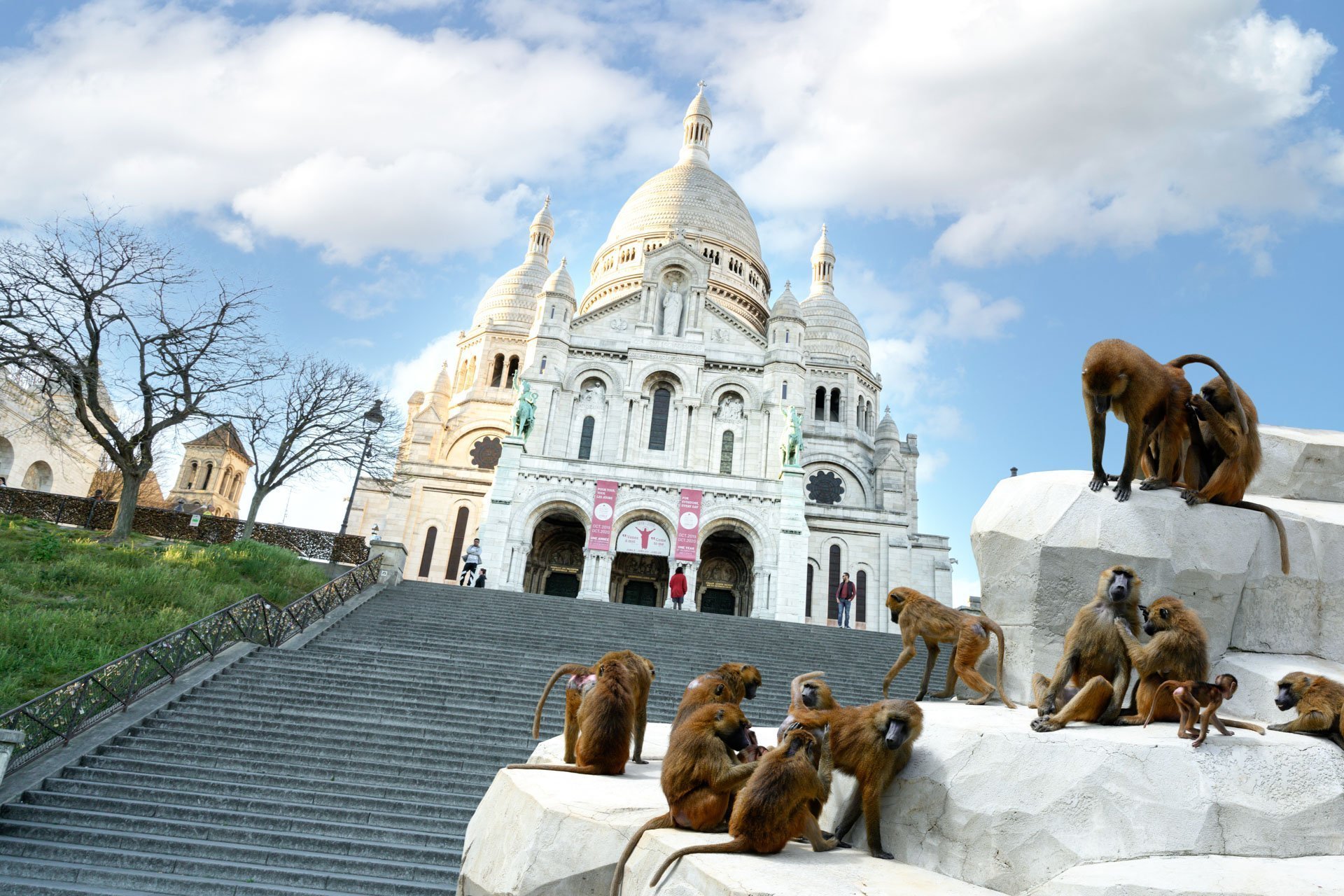 Pendant ce temps suspendu du premier confinement, je suis partie à la recherche de tous ces animaux qui semblaient avoir repris possession de leur territoire, ou plutôt du nôtre : la ville !
La presse évoquait l’apparition de lièvres, de renards, de cerfs et de biches déambulant librement dans les rues des villes, la réalité s’est avérée toute autre. Mis à part quelques canards, pigeons et moineaux, Paris restait déserte et muette.
L’idée s’est imposée, si je désirais voir surgir ce monde imaginaire et magique où tout un bestiaire d’espèces rares et menacées s’inviterait dans les rues de Paris en visiteurs inattendus, il fallait donc l’inventer et tenter de répondre ainsi aux attentes de ce fantasme collectif.
Je me suis alors souvenu de photos d’hier réalisées au Parc Zoologique de Paris que j’ai complétées par de nouvelles images prises le jour même de la réouverture officielle du Parc Zoologique de Paris le 8 juin 2020.
Ainsi l’histoire de ces bêtes extraordinaires dans Paris pouvait être racontée…
Les Zoonoses sont des maladies ou infections qui se transmettent des animaux vertébrés à l'homme et vice versa. Les pathogènes en cause peuvent être des bactéries, des virus ou des parasites.
