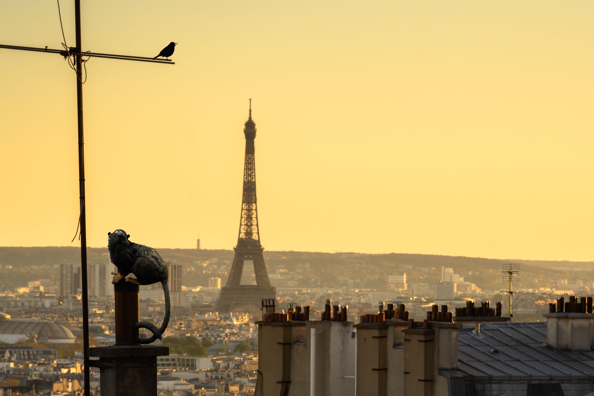 Pendant ce temps suspendu du premier confinement, je suis partie à la recherche de tous ces animaux qui semblaient avoir repris possession de leur territoire, ou plutôt du nôtre : la ville !
La presse évoquait l’apparition de lièvres, de renards, de cerfs et de biches déambulant librement dans les rues des villes, la réalité s’est avérée toute autre. Mis à part quelques canards, pigeons et moineaux, Paris restait déserte et muette.
L’idée s’est imposée, si je désirais voir surgir ce monde imaginaire et magique où tout un bestiaire d’espèces rares et menacées s’inviterait dans les rues de Paris en visiteurs inattendus, il fallait donc l’inventer et tenter de répondre ainsi aux attentes de ce fantasme collectif.
Je me suis alors souvenu de photos d’hier réalisées au Parc Zoologique de Paris que j’ai complétées par de nouvelles images prises le jour même de la réouverture officielle du Parc Zoologique de Paris le 8 juin 2020.
Ainsi l’histoire de ces bêtes extraordinaires dans Paris pouvait être racontée…
Les Zoonoses sont des maladies ou infections qui se transmettent des animaux vertébrés à l'homme et vice versa. Les pathogènes en cause peuvent être des bactéries, des virus ou des parasites.