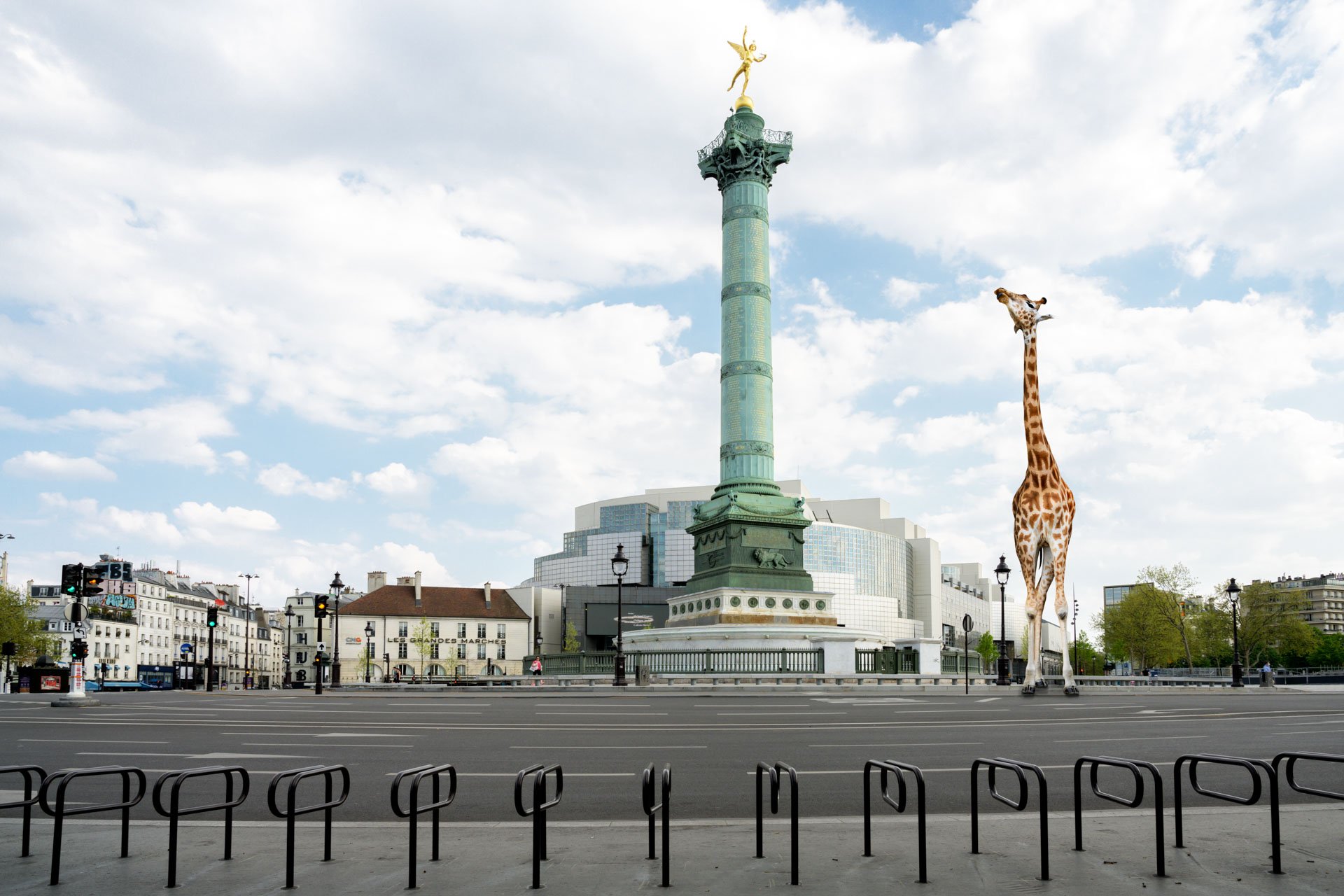 Pendant ce temps suspendu du premier confinement, je suis partie à la recherche de tous ces animaux qui semblaient avoir repris possession de leur territoire, ou plutôt du nôtre : la ville !
La presse évoquait l’apparition de lièvres, de renards, de cerfs et de biches déambulant librement dans les rues des villes, la réalité s’est avérée toute autre. Mis à part quelques canards, pigeons et moineaux, Paris restait déserte et muette.
L’idée s’est imposée, si je désirais voir surgir ce monde imaginaire et magique où tout un bestiaire d’espèces rares et menacées s’inviterait dans les rues de Paris en visiteurs inattendus, il fallait donc l’inventer et tenter de répondre ainsi aux attentes de ce fantasme collectif.
Je me suis alors souvenu de photos d’hier réalisées au Parc Zoologique de Paris que j’ai complétées par de nouvelles images prises le jour même de la réouverture officielle du Parc Zoologique de Paris le 8 juin 2020.
Ainsi l’histoire de ces bêtes extraordinaires dans Paris pouvait être racontée…
Les Zoonoses sont des maladies ou infections qui se transmettent des animaux vertébrés à l'homme et vice versa. Les pathogènes en cause peuvent être des bactéries, des virus ou des parasites.