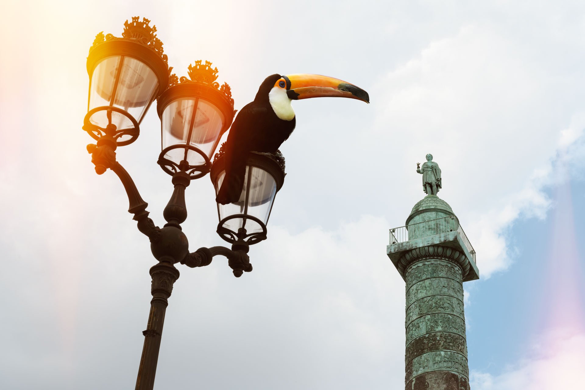 Pendant ce temps suspendu du premier confinement, je suis partie à la recherche de tous ces animaux qui semblaient avoir repris possession de leur territoire, ou plutôt du nôtre : la ville !
La presse évoquait l’apparition de lièvres, de renards, de cerfs et de biches déambulant librement dans les rues des villes, la réalité s’est avérée toute autre. Mis à part quelques canards, pigeons et moineaux, Paris restait déserte et muette.
L’idée s’est imposée, si je désirais voir surgir ce monde imaginaire et magique où tout un bestiaire d’espèces rares et menacées s’inviterait dans les rues de Paris en visiteurs inattendus, il fallait donc l’inventer et tenter de répondre ainsi aux attentes de ce fantasme collectif.
Je me suis alors souvenu de photos d’hier réalisées au Parc Zoologique de Paris que j’ai complétées par de nouvelles images prises le jour même de la réouverture officielle du Parc Zoologique de Paris le 8 juin 2020.
Ainsi l’histoire de ces bêtes extraordinaires dans Paris pouvait être racontée…
Les Zoonoses sont des maladies ou infections qui se transmettent des animaux vertébrés à l'homme et vice versa. Les pathogènes en cause peuvent être des bactéries, des virus ou des parasites.