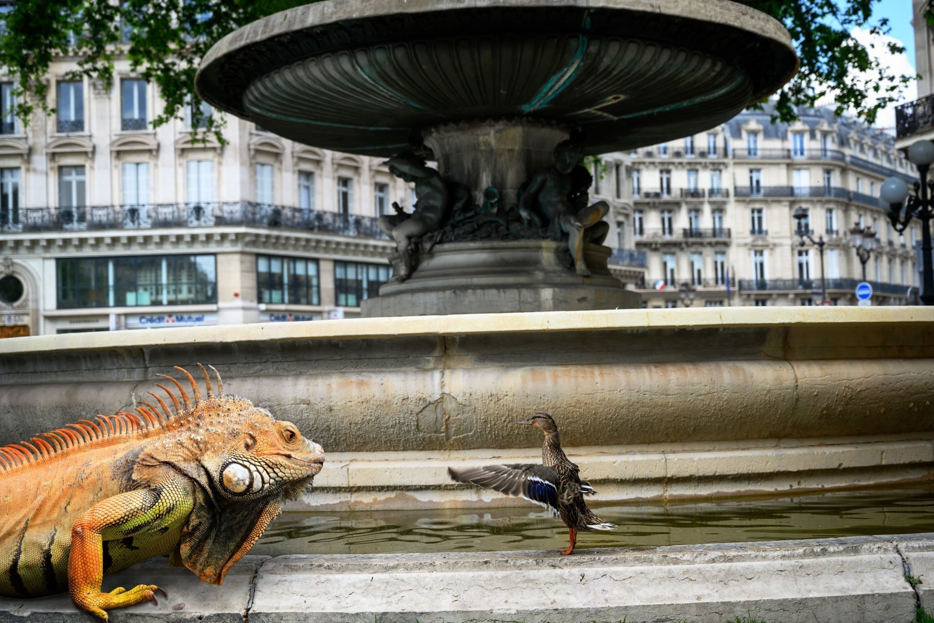 Pendant ce temps suspendu du premier confinement, je suis partie à la recherche de tous ces animaux qui semblaient avoir repris possession de leur territoire, ou plutôt du nôtre : la ville !
La presse évoquait l’apparition de lièvres, de renards, de cerfs et de biches déambulant librement dans les rues des villes, la réalité s’est avérée toute autre. Mis à part quelques canards, pigeons et moineaux, Paris restait déserte et muette.
L’idée s’est imposée, si je désirais voir surgir ce monde imaginaire et magique où tout un bestiaire d’espèces rares et menacées s’inviterait dans les rues de Paris en visiteurs inattendus, il fallait donc l’inventer et tenter de répondre ainsi aux attentes de ce fantasme collectif.
Je me suis alors souvenu de photos d’hier réalisées au Parc Zoologique de Paris que j’ai complétées par de nouvelles images prises le jour même de la réouverture officielle du Parc Zoologique de Paris le 8 juin 2020.
Ainsi l’histoire de ces bêtes extraordinaires dans Paris pouvait être racontée…
Les Zoonoses sont des maladies ou infections qui se transmettent des animaux vertébrés à l'homme et vice versa. Les pathogènes en cause peuvent être des bactéries, des virus ou des parasites.