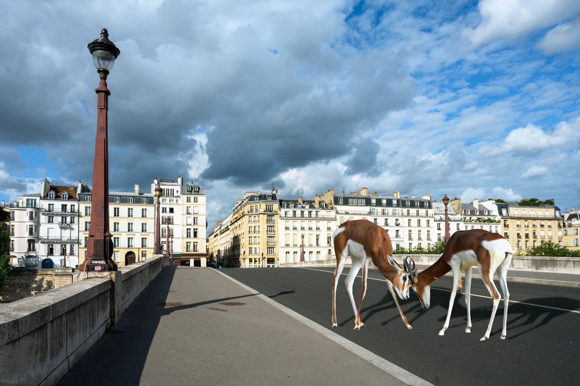 Pendant ce temps suspendu du premier confinement, je suis partie à la recherche de tous ces animaux qui semblaient avoir repris possession de leur territoire, ou plutôt du nôtre : la ville !
La presse évoquait l’apparition de lièvres, de renards, de cerfs et de biches déambulant librement dans les rues des villes, la réalité s’est avérée toute autre. Mis à part quelques canards, pigeons et moineaux, Paris restait déserte et muette.
L’idée s’est imposée, si je désirais voir surgir ce monde imaginaire et magique où tout un bestiaire d’espèces rares et menacées s’inviterait dans les rues de Paris en visiteurs inattendus, il fallait donc l’inventer et tenter de répondre ainsi aux attentes de ce fantasme collectif.
Je me suis alors souvenu de photos d’hier réalisées au Parc Zoologique de Paris que j’ai complétées par de nouvelles images prises le jour même de la réouverture officielle du Parc Zoologique de Paris le 8 juin 2020.
Ainsi l’histoire de ces bêtes extraordinaires dans Paris pouvait être racontée…

* Les Zoonoses sont des maladies ou infections qui se transmettent des animaux vertébrés à l'homme et vice versa. Les pathogènes en cause peuvent être des bactéries, des virus ou des parasites.