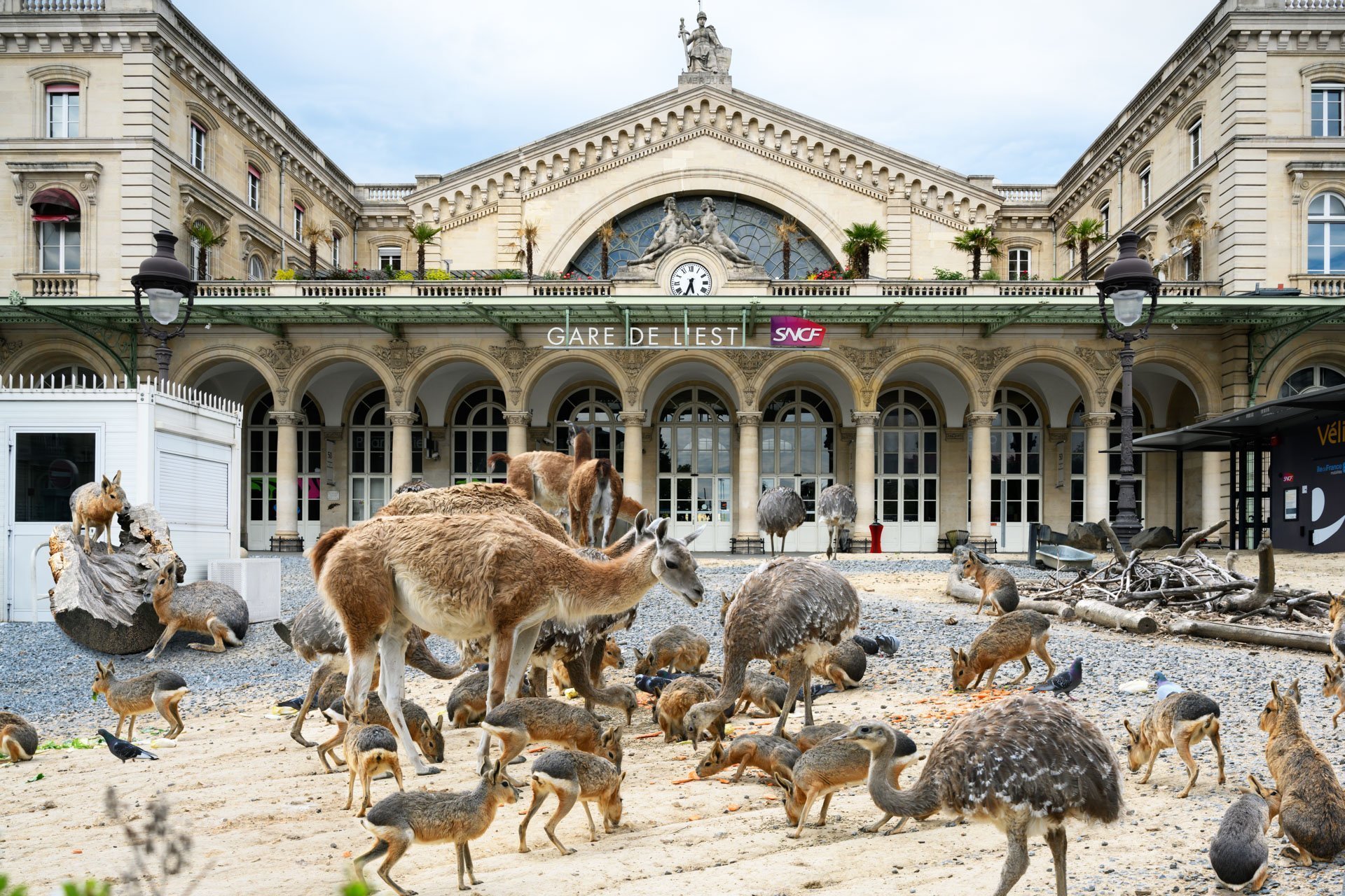 Pendant ce temps suspendu du premier confinement, je suis partie à la recherche de tous ces animaux qui semblaient avoir repris possession de leur territoire, ou plutôt du nôtre : la ville !
La presse évoquait l’apparition de lièvres, de renards, de cerfs et de biches déambulant librement dans les rues des villes, la réalité s’est avérée toute autre. Mis à part quelques canards, pigeons et moineaux, Paris restait déserte et muette.
L’idée s’est imposée, si je désirais voir surgir ce monde imaginaire et magique où tout un bestiaire d’espèces rares et menacées s’inviterait dans les rues de Paris en visiteurs inattendus, il fallait donc l’inventer et tenter de répondre ainsi aux attentes de ce fantasme collectif.
Je me suis alors souvenu de photos d’hier réalisées au Parc Zoologique de Paris que j’ai complétées par de nouvelles images prises le jour même de la réouverture officielle du Parc Zoologique de Paris le 8 juin 2020.
Ainsi l’histoire de ces bêtes extraordinaires dans Paris pouvait être racontée…
Les Zoonoses sont des maladies ou infections qui se transmettent des animaux vertébrés à l'homme et vice versa. Les pathogènes en cause peuvent être des bactéries, des virus ou des parasites.