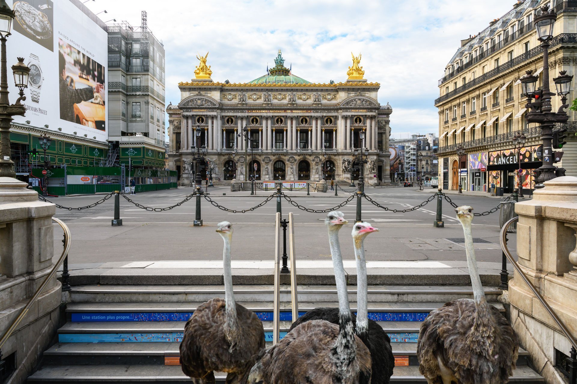 Pendant ce temps suspendu du premier confinement, je suis partie à la recherche de tous ces animaux qui semblaient avoir repris possession de leur territoire, ou plutôt du nôtre : la ville !
La presse évoquait l’apparition de lièvres, de renards, de cerfs et de biches déambulant librement dans les rues des villes, la réalité s’est avérée toute autre. Mis à part quelques canards, pigeons et moineaux, Paris restait déserte et muette.
L’idée s’est imposée, si je désirais voir surgir ce monde imaginaire et magique où tout un bestiaire d’espèces rares et menacées s’inviterait dans les rues de Paris en visiteurs inattendus, il fallait donc l’inventer et tenter de répondre ainsi aux attentes de ce fantasme collectif.
Je me suis alors souvenu de photos d’hier réalisées au Parc Zoologique de Paris que j’ai complétées par de nouvelles images prises le jour même de la réouverture officielle du Parc Zoologique de Paris le 8 juin 2020.
Ainsi l’histoire de ces bêtes extraordinaires dans Paris pouvait être racontée…
Les Zoonoses sont des maladies ou infections qui se transmettent des animaux vertébrés à l'homme et vice versa. Les pathogènes en cause peuvent être des bactéries, des virus ou des parasites.