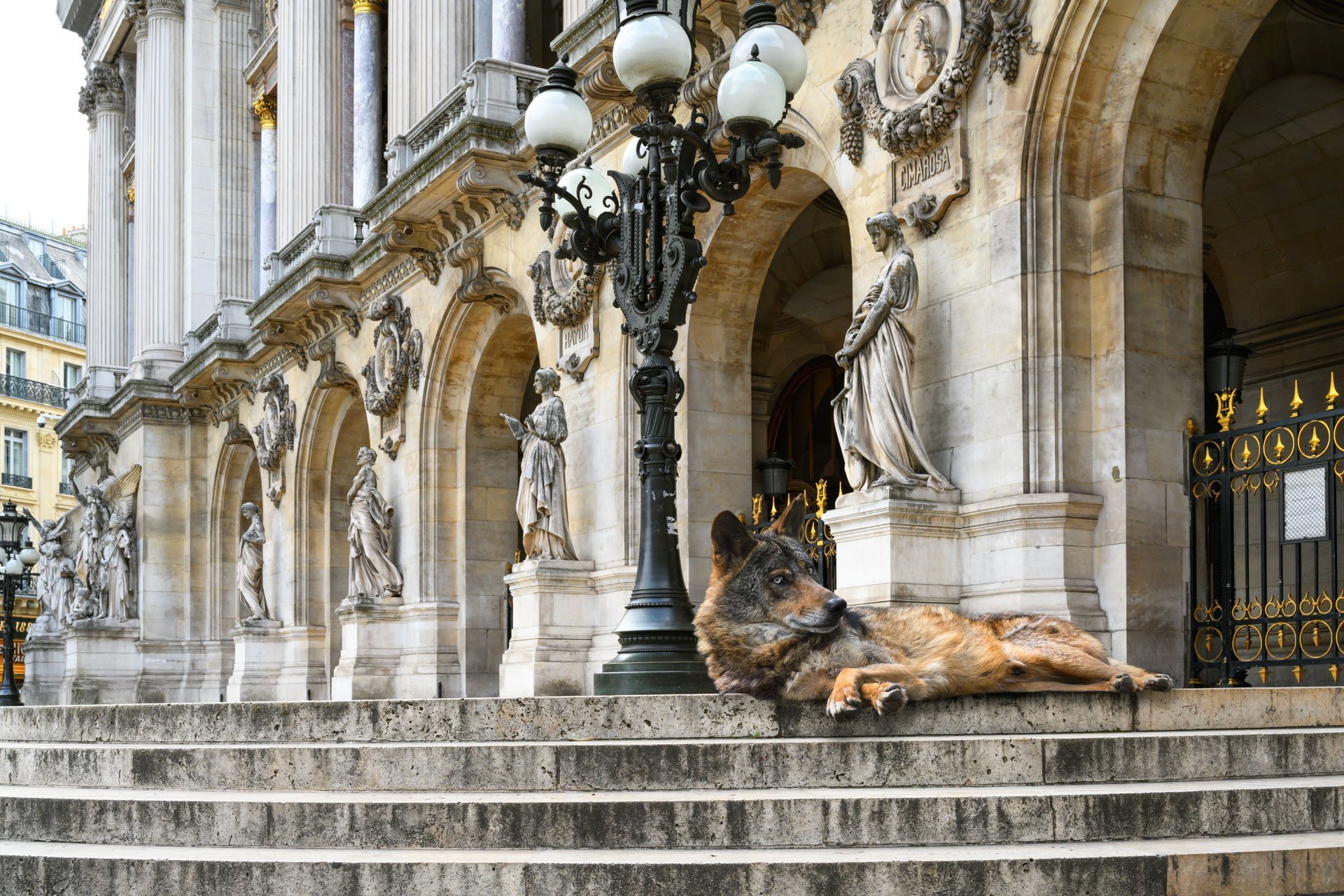 Pendant ce temps suspendu du premier confinement, je suis partie à la recherche de tous ces animaux qui semblaient avoir repris possession de leur territoire, ou plutôt du nôtre : la ville !
La presse évoquait l’apparition de lièvres, de renards, de cerfs et de biches déambulant librement dans les rues des villes, la réalité s’est avérée toute autre. Mis à part quelques canards, pigeons et moineaux, Paris restait déserte et muette.
L’idée s’est imposée, si je désirais voir surgir ce monde imaginaire et magique où tout un bestiaire d’espèces rares et menacées s’inviterait dans les rues de Paris en visiteurs inattendus, il fallait donc l’inventer et tenter de répondre ainsi aux attentes de ce fantasme collectif.
Je me suis alors souvenu de photos d’hier réalisées au Parc Zoologique de Paris que j’ai complétées par de nouvelles images prises le jour même de la réouverture officielle du Parc Zoologique de Paris le 8 juin 2020.
Ainsi l’histoire de ces bêtes extraordinaires dans Paris pouvait être racontée…
Les Zoonoses sont des maladies ou infections qui se transmettent des animaux vertébrés à l'homme et vice versa. Les pathogènes en cause peuvent être des bactéries, des virus ou des parasites.