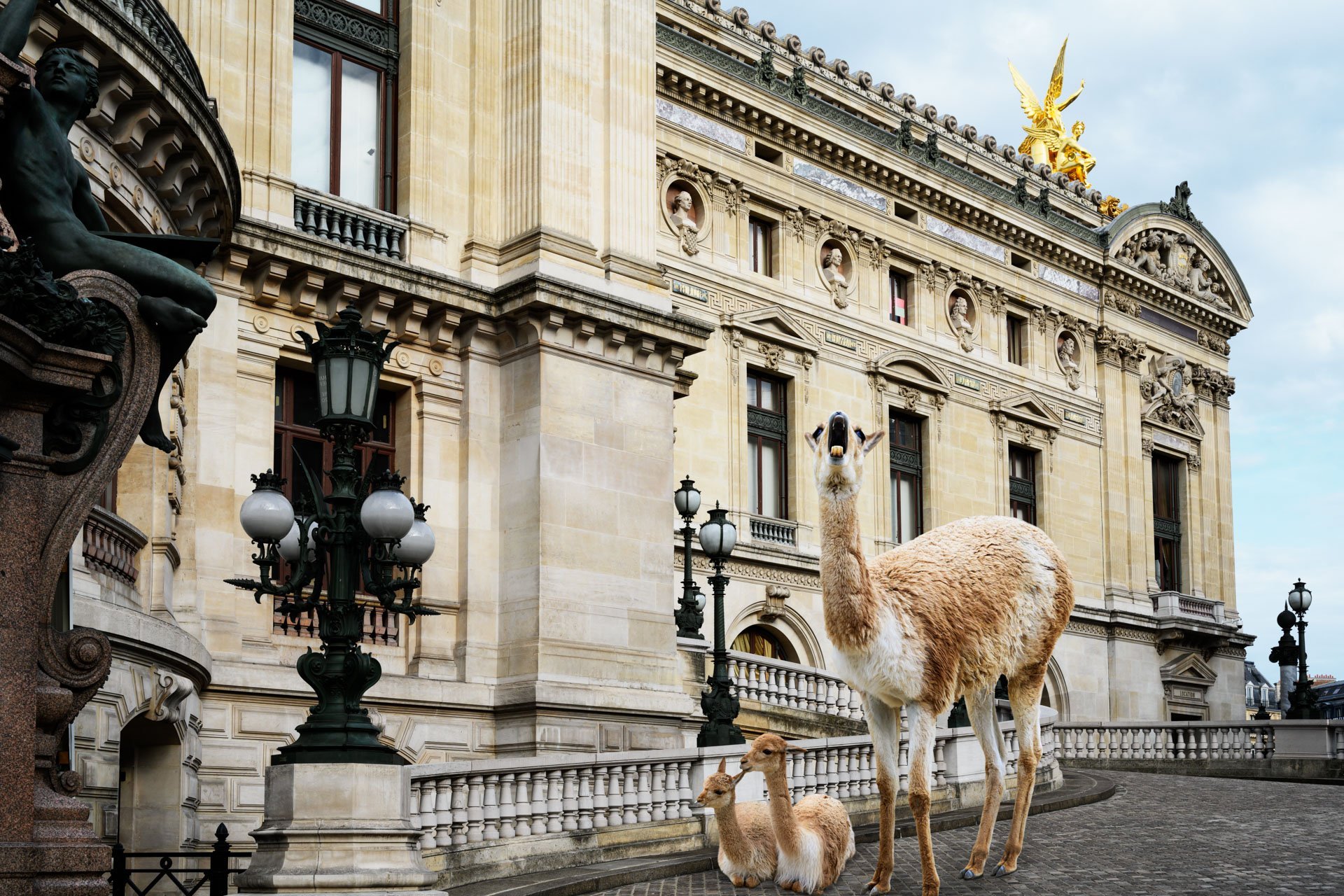 Pendant ce temps suspendu du premier confinement, je suis partie à la recherche de tous ces animaux qui semblaient avoir repris possession de leur territoire, ou plutôt du nôtre : la ville !
La presse évoquait l’apparition de lièvres, de renards, de cerfs et de biches déambulant librement dans les rues des villes, la réalité s’est avérée toute autre. Mis à part quelques canards, pigeons et moineaux, Paris restait déserte et muette.
L’idée s’est imposée, si je désirais voir surgir ce monde imaginaire et magique où tout un bestiaire d’espèces rares et menacées s’inviterait dans les rues de Paris en visiteurs inattendus, il fallait donc l’inventer et tenter de répondre ainsi aux attentes de ce fantasme collectif.
Je me suis alors souvenu de photos d’hier réalisées au Parc Zoologique de Paris que j’ai complétées par de nouvelles images prises le jour même de la réouverture officielle du Parc Zoologique de Paris le 8 juin 2020.
Ainsi l’histoire de ces bêtes extraordinaires dans Paris pouvait être racontée…
Les Zoonoses sont des maladies ou infections qui se transmettent des animaux vertébrés à l'homme et vice versa. Les pathogènes en cause peuvent être des bactéries, des virus ou des parasites.