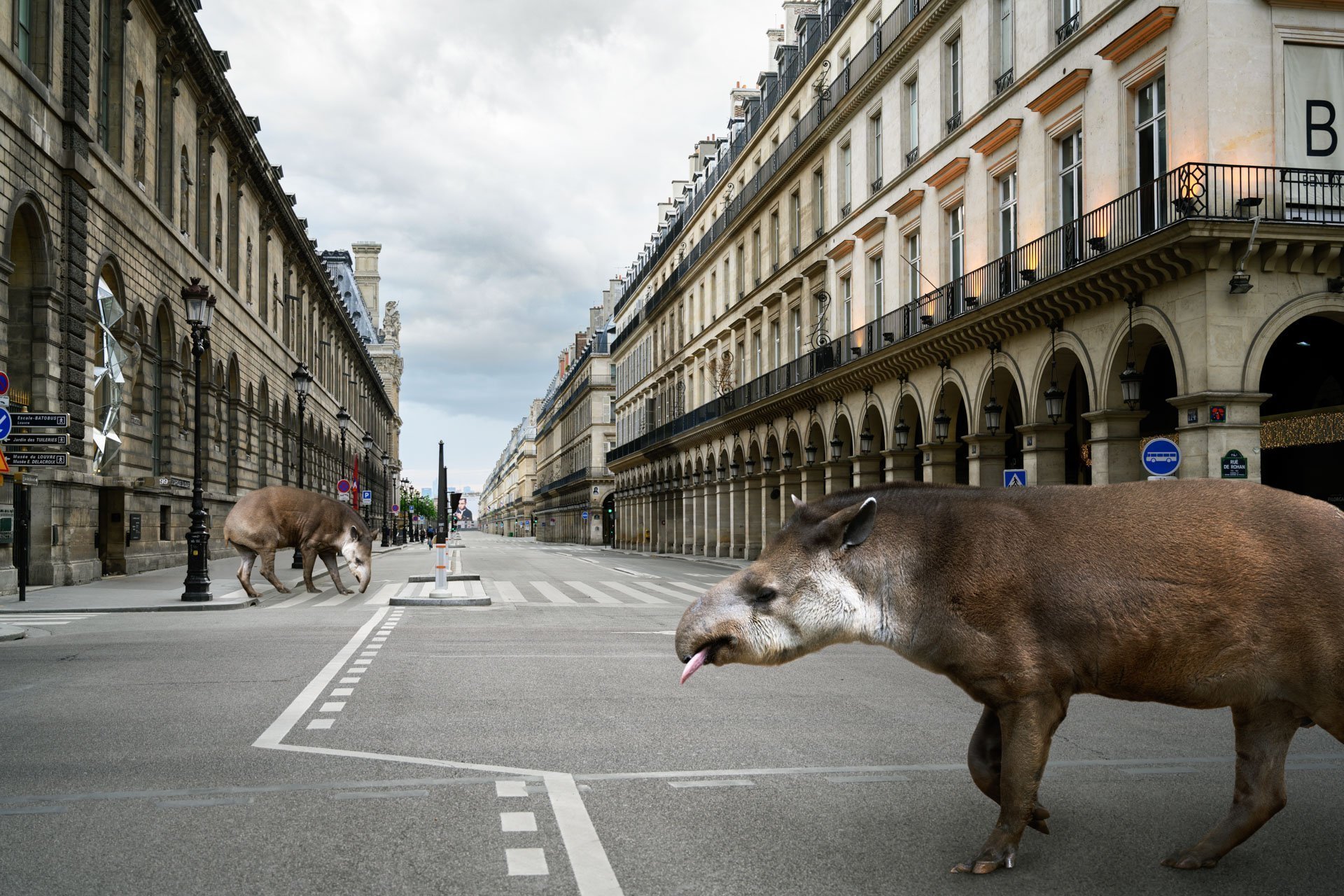 Pendant ce temps suspendu du premier confinement, je suis partie à la recherche de tous ces animaux qui semblaient avoir repris possession de leur territoire, ou plutôt du nôtre : la ville !
La presse évoquait l’apparition de lièvres, de renards, de cerfs et de biches déambulant librement dans les rues des villes, la réalité s’est avérée toute autre. Mis à part quelques canards, pigeons et moineaux, Paris restait déserte et muette.
L’idée s’est imposée, si je désirais voir surgir ce monde imaginaire et magique où tout un bestiaire d’espèces rares et menacées s’inviterait dans les rues de Paris en visiteurs inattendus, il fallait donc l’inventer et tenter de répondre ainsi aux attentes de ce fantasme collectif.
Je me suis alors souvenu de photos d’hier réalisées au Parc Zoologique de Paris que j’ai complétées par de nouvelles images prises le jour même de la réouverture officielle du Parc Zoologique de Paris le 8 juin 2020.
Ainsi l’histoire de ces bêtes extraordinaires dans Paris pouvait être racontée…
Les Zoonoses sont des maladies ou infections qui se transmettent des animaux vertébrés à l'homme et vice versa. Les pathogènes en cause peuvent être des bactéries, des virus ou des parasites.