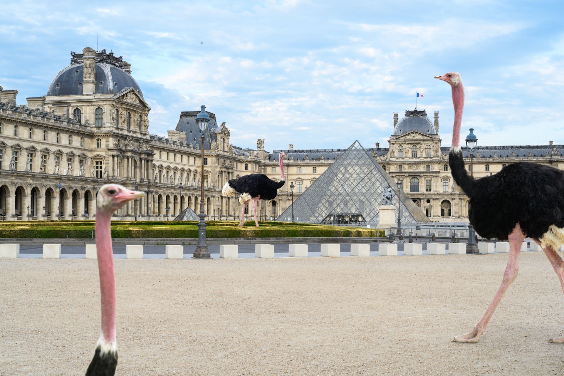 Pendant ce temps suspendu du premier confinement, je suis partie à la recherche de tous ces animaux qui semblaient avoir repris possession de leur territoire, ou plutôt du nôtre : la ville !
La presse évoquait l’apparition de lièvres, de renards, de cerfs et de biches déambulant librement dans les rues des villes, la réalité s’est avérée toute autre. Mis à part quelques canards, pigeons et moineaux, Paris restait déserte et muette.
L’idée s’est imposée, si je désirais voir surgir ce monde imaginaire et magique où tout un bestiaire d’espèces rares et menacées s’inviterait dans les rues de Paris en visiteurs inattendus, il fallait donc l’inventer et tenter de répondre ainsi aux attentes de ce fantasme collectif.
Je me suis alors souvenu de photos d’hier réalisées au Parc Zoologique de Paris que j’ai complétées par de nouvelles images prises le jour même de la réouverture officielle du Parc Zoologique de Paris le 8 juin 2020.
Ainsi l’histoire de ces bêtes extraordinaires dans Paris pouvait être racontée…
Les Zoonoses sont des maladies ou infections qui se transmettent des animaux vertébrés à l'homme et vice versa. Les pathogènes en cause peuvent être des bactéries, des virus ou des parasites.