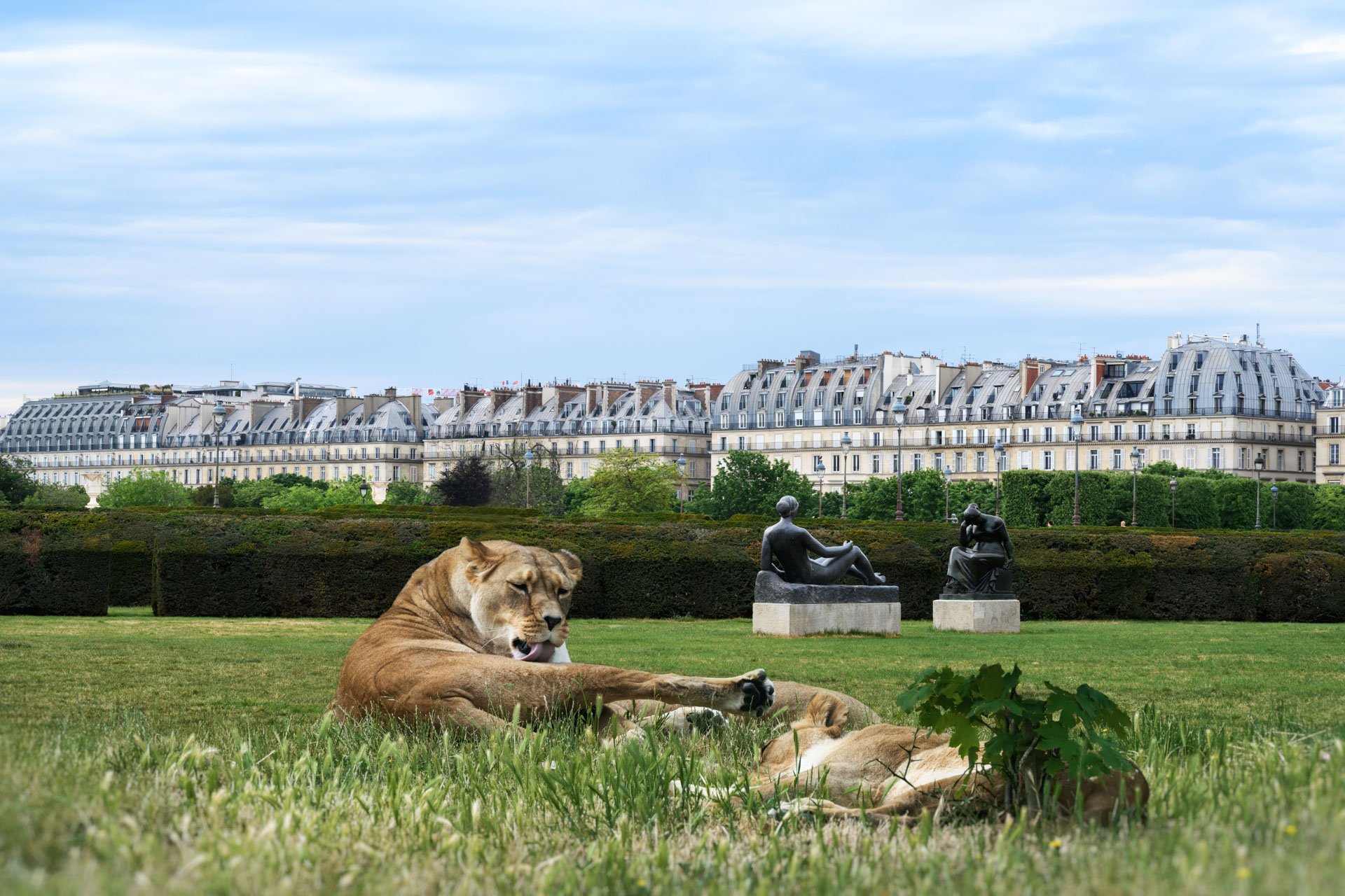 Pendant ce temps suspendu du premier confinement, je suis partie à la recherche de tous ces animaux qui semblaient avoir repris possession de leur territoire, ou plutôt du nôtre : la ville !
La presse évoquait l’apparition de lièvres, de renards, de cerfs et de biches déambulant librement dans les rues des villes, la réalité s’est avérée toute autre. Mis à part quelques canards, pigeons et moineaux, Paris restait déserte et muette.
L’idée s’est imposée, si je désirais voir surgir ce monde imaginaire et magique où tout un bestiaire d’espèces rares et menacées s’inviterait dans les rues de Paris en visiteurs inattendus, il fallait donc l’inventer et tenter de répondre ainsi aux attentes de ce fantasme collectif.
Je me suis alors souvenu de photos d’hier réalisées au Parc Zoologique de Paris que j’ai complétées par de nouvelles images prises le jour même de la réouverture officielle du Parc Zoologique de Paris le 8 juin 2020.
Ainsi l’histoire de ces bêtes extraordinaires dans Paris pouvait être racontée…

* Les Zoonoses sont des maladies ou infections qui se transmettent des animaux vertébrés à l'homme et vice versa. Les pathogènes en cause peuvent être des bactéries, des virus ou des parasites.