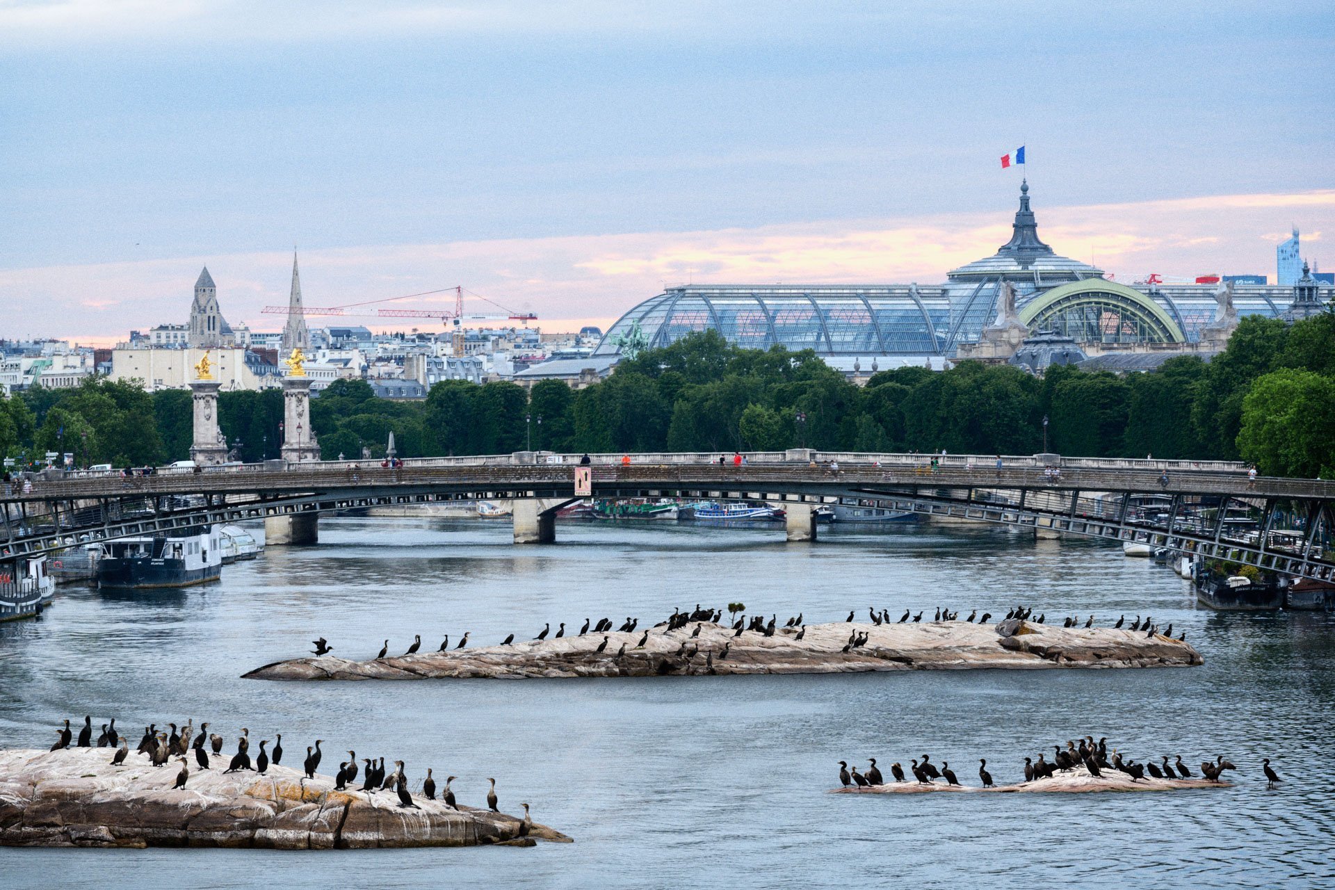 Pendant ce temps suspendu du premier confinement, je suis partie à la recherche de tous ces animaux qui semblaient avoir repris possession de leur territoire, ou plutôt du nôtre : la ville !
La presse évoquait l’apparition de lièvres, de renards, de cerfs et de biches déambulant librement dans les rues des villes, la réalité s’est avérée toute autre. Mis à part quelques canards, pigeons et moineaux, Paris restait déserte et muette.
L’idée s’est imposée, si je désirais voir surgir ce monde imaginaire et magique où tout un bestiaire d’espèces rares et menacées s’inviterait dans les rues de Paris en visiteurs inattendus, il fallait donc l’inventer et tenter de répondre ainsi aux attentes de ce fantasme collectif.
Je me suis alors souvenu de photos d’hier réalisées au Parc Zoologique de Paris que j’ai complétées par de nouvelles images prises le jour même de la réouverture officielle du Parc Zoologique de Paris le 8 juin 2020.
Ainsi l’histoire de ces bêtes extraordinaires dans Paris pouvait être racontée…
Les Zoonoses sont des maladies ou infections qui se transmettent des animaux vertébrés à l'homme et vice versa. Les pathogènes en cause peuvent être des bactéries, des virus ou des parasites.