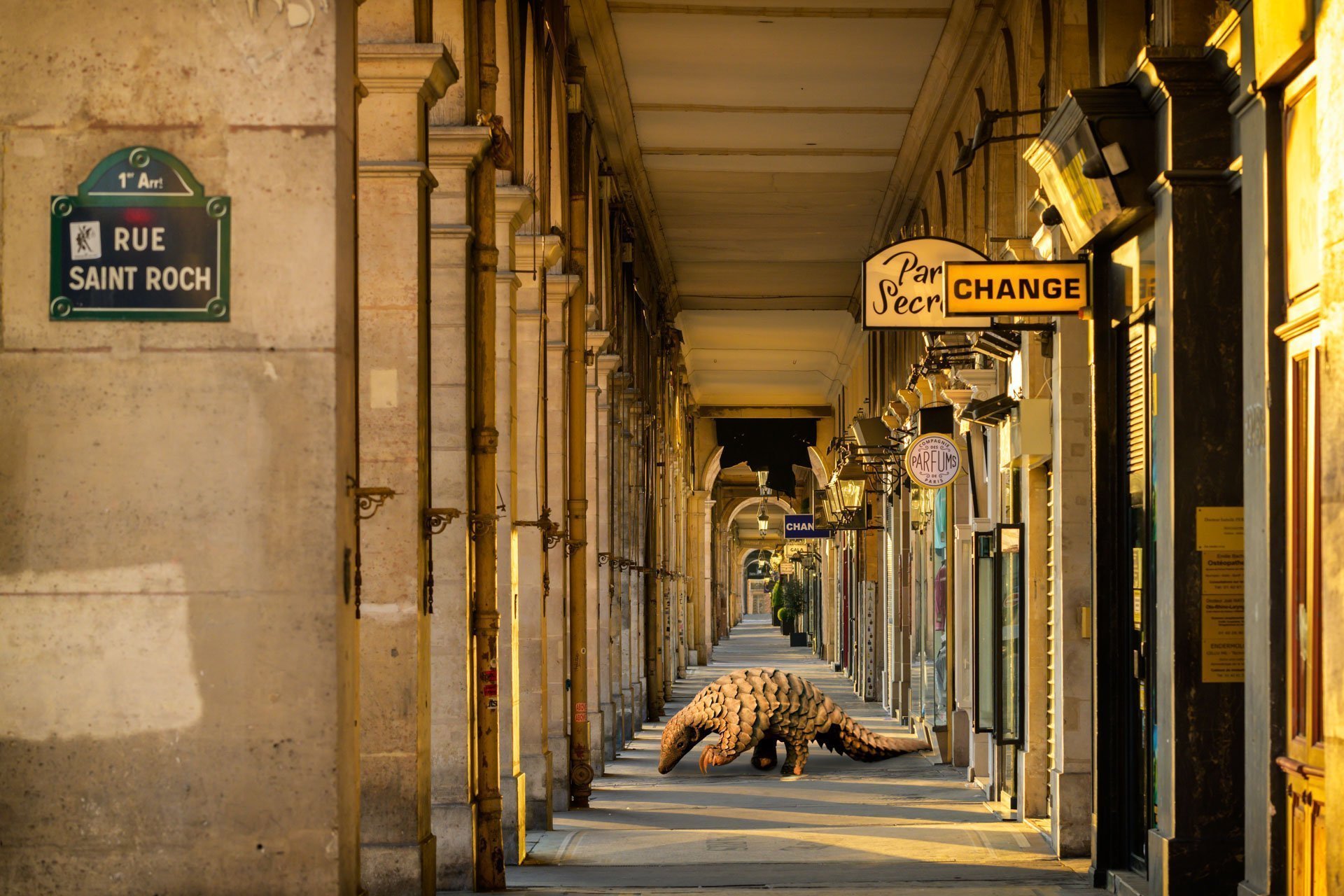 Pendant ce temps suspendu du premier confinement, je suis partie à la recherche de tous ces animaux qui semblaient avoir repris possession de leur territoire, ou plutôt du nôtre : la ville !
La presse évoquait l’apparition de lièvres, de renards, de cerfs et de biches déambulant librement dans les rues des villes, la réalité s’est avérée toute autre. Mis à part quelques canards, pigeons et moineaux, Paris restait déserte et muette.
L’idée s’est imposée, si je désirais voir surgir ce monde imaginaire et magique où tout un bestiaire d’espèces rares et menacées s’inviterait dans les rues de Paris en visiteurs inattendus, il fallait donc l’inventer et tenter de répondre ainsi aux attentes de ce fantasme collectif.
Je me suis alors souvenu de photos d’hier réalisées au Parc Zoologique de Paris que j’ai complétées par de nouvelles images prises le jour même de la réouverture officielle du Parc Zoologique de Paris le 8 juin 2020.
Ainsi l’histoire de ces bêtes extraordinaires dans Paris pouvait être racontée…
Les Zoonoses sont des maladies ou infections qui se transmettent des animaux vertébrés à l'homme et vice versa. Les pathogènes en cause peuvent être des bactéries, des virus ou des parasites.