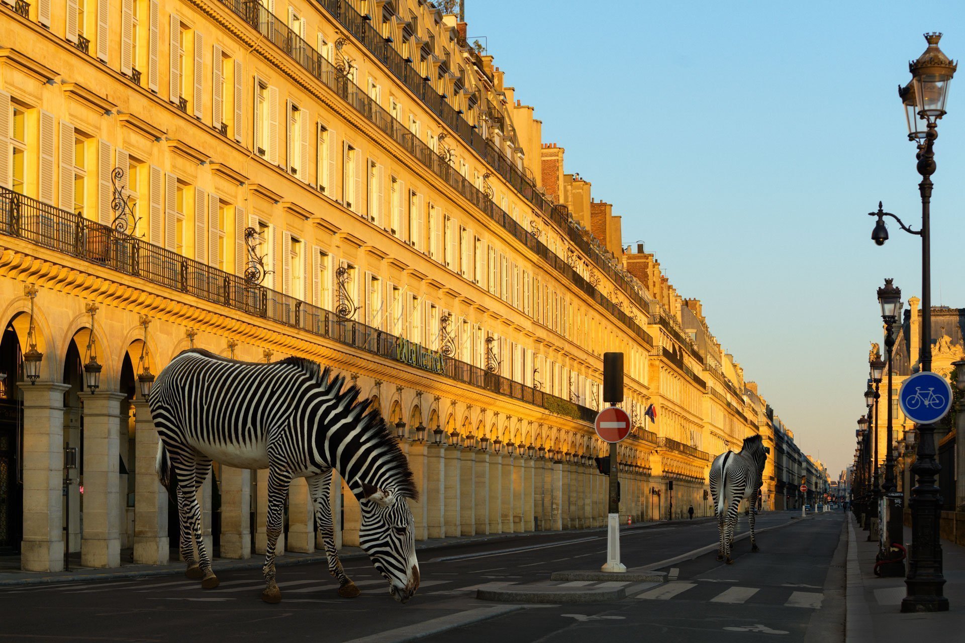 Pendant ce temps suspendu du premier confinement, je suis partie à la recherche de tous ces animaux qui semblaient avoir repris possession de leur territoire, ou plutôt du nôtre : la ville !
La presse évoquait l’apparition de lièvres, de renards, de cerfs et de biches déambulant librement dans les rues des villes, la réalité s’est avérée toute autre. Mis à part quelques canards, pigeons et moineaux, Paris restait déserte et muette.
L’idée s’est imposée, si je désirais voir surgir ce monde imaginaire et magique où tout un bestiaire d’espèces rares et menacées s’inviterait dans les rues de Paris en visiteurs inattendus, il fallait donc l’inventer et tenter de répondre ainsi aux attentes de ce fantasme collectif.
Je me suis alors souvenu de photos d’hier réalisées au Parc Zoologique de Paris que j’ai complétées par de nouvelles images prises le jour même de la réouverture officielle du Parc Zoologique de Paris le 8 juin 2020.
Ainsi l’histoire de ces bêtes extraordinaires dans Paris pouvait être racontée…
Les Zoonoses sont des maladies ou infections qui se transmettent des animaux vertébrés à l'homme et vice versa. Les pathogènes en cause peuvent être des bactéries, des virus ou des parasites.