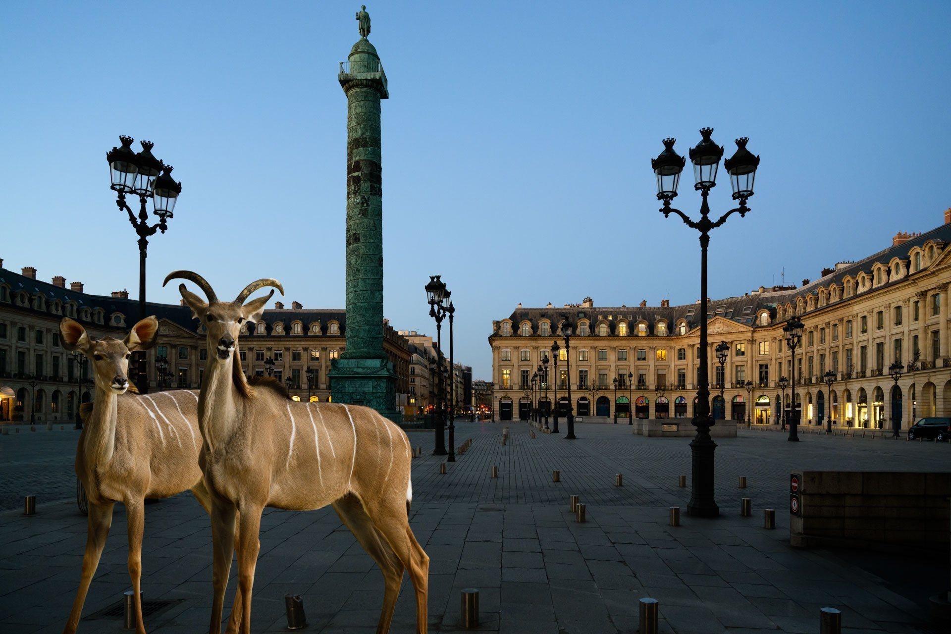 Pendant ce temps suspendu du premier confinement, je suis partie à la recherche de tous ces animaux qui semblaient avoir repris possession de leur territoire, ou plutôt du nôtre : la ville !
La presse évoquait l’apparition de lièvres, de renards, de cerfs et de biches déambulant librement dans les rues des villes, la réalité s’est avérée toute autre. Mis à part quelques canards, pigeons et moineaux, Paris restait déserte et muette.
L’idée s’est imposée, si je désirais voir surgir ce monde imaginaire et magique où tout un bestiaire d’espèces rares et menacées s’inviterait dans les rues de Paris en visiteurs inattendus, il fallait donc l’inventer et tenter de répondre ainsi aux attentes de ce fantasme collectif.
Je me suis alors souvenu de photos d’hier réalisées au Parc Zoologique de Paris que j’ai complétées par de nouvelles images prises le jour même de la réouverture officielle du Parc Zoologique de Paris le 8 juin 2020.
Ainsi l’histoire de ces bêtes extraordinaires dans Paris pouvait être racontée…
Les Zoonoses sont des maladies ou infections qui se transmettent des animaux vertébrés à l'homme et vice versa. Les pathogènes en cause peuvent être des bactéries, des virus ou des parasites.