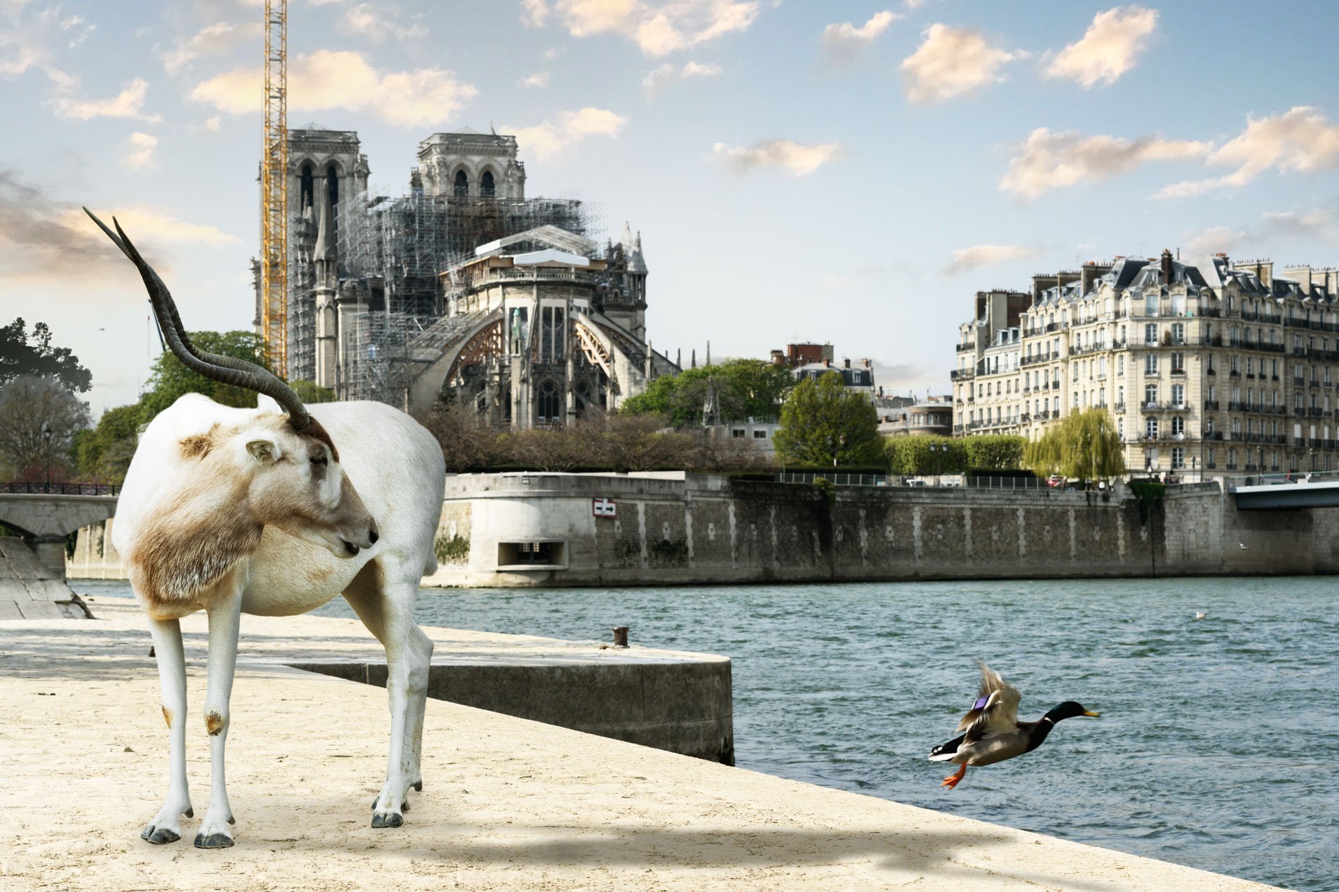 Pendant ce temps suspendu du premier confinement, je suis partie à la recherche de tous ces animaux qui semblaient avoir repris possession de leur territoire, ou plutôt du nôtre : la ville !
La presse évoquait l’apparition de lièvres, de renards, de cerfs et de biches déambulant librement dans les rues des villes, la réalité s’est avérée toute autre. Mis à part quelques canards, pigeons et moineaux, Paris restait déserte et muette.
L’idée s’est imposée, si je désirais voir surgir ce monde imaginaire et magique où tout un bestiaire d’espèces rares et menacées s’inviterait dans les rues de Paris en visiteurs inattendus, il fallait donc l’inventer et tenter de répondre ainsi aux attentes de ce fantasme collectif.
Je me suis alors souvenu de photos d’hier réalisées au Parc Zoologique de Paris que j’ai complétées par de nouvelles images prises le jour même de la réouverture officielle du Parc Zoologique de Paris le 8 juin 2020.
Ainsi l’histoire de ces bêtes extraordinaires dans Paris pouvait être racontée…
Les Zoonoses sont des maladies ou infections qui se transmettent des animaux vertébrés à l'homme et vice versa. Les pathogènes en cause peuvent être des bactéries, des virus ou des parasites.