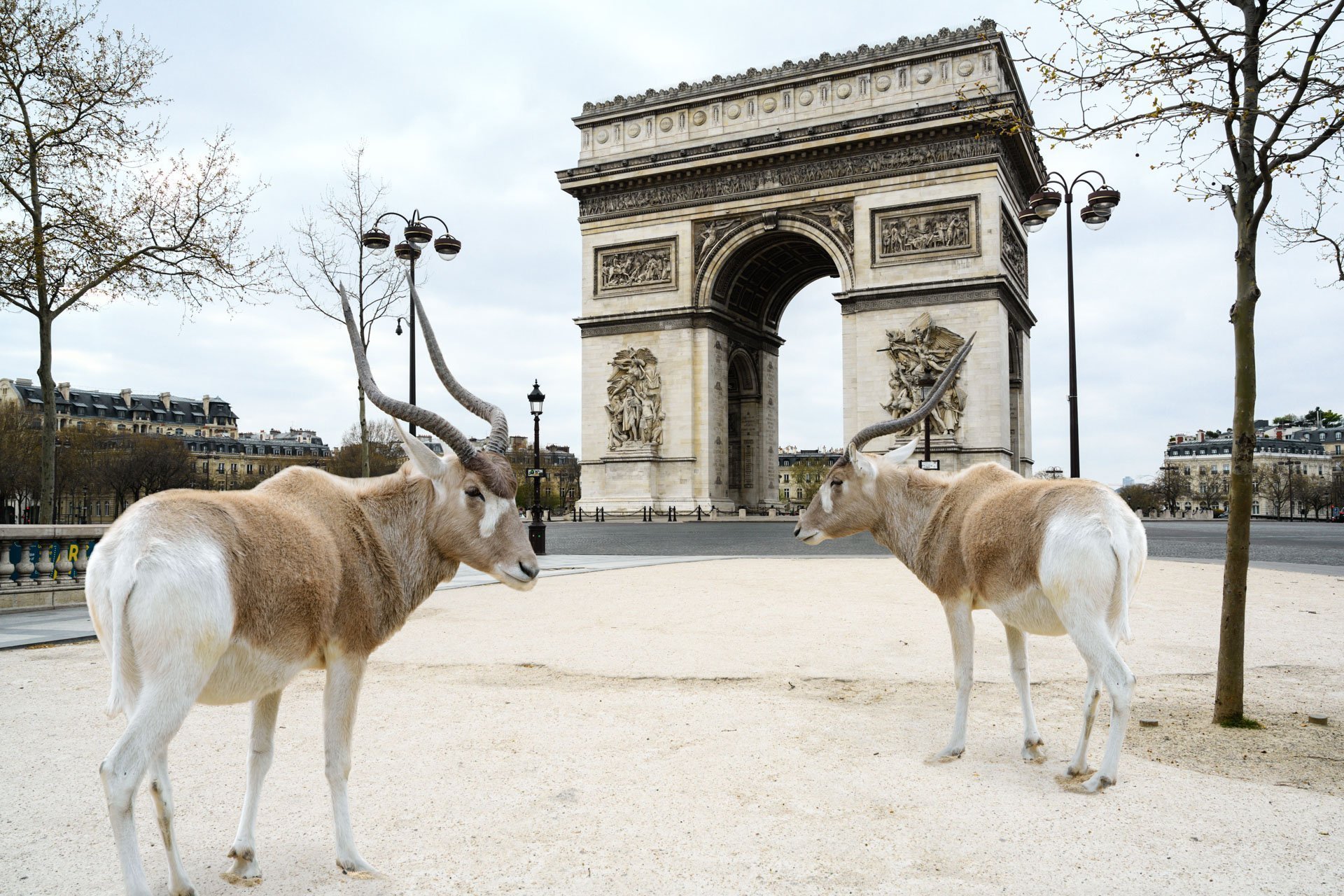 Pendant ce temps suspendu du premier confinement, je suis partie à la recherche de tous ces animaux qui semblaient avoir repris possession de leur territoire, ou plutôt du nôtre : la ville !
La presse évoquait l’apparition de lièvres, de renards, de cerfs et de biches déambulant librement dans les rues des villes, la réalité s’est avérée toute autre. Mis à part quelques canards, pigeons et moineaux, Paris restait déserte et muette.
L’idée s’est imposée, si je désirais voir surgir ce monde imaginaire et magique où tout un bestiaire d’espèces rares et menacées s’inviterait dans les rues de Paris en visiteurs inattendus, il fallait donc l’inventer et tenter de répondre ainsi aux attentes de ce fantasme collectif.
Je me suis alors souvenu de photos d’hier réalisées au Parc Zoologique de Paris que j’ai complétées par de nouvelles images prises le jour même de la réouverture officielle du Parc Zoologique de Paris le 8 juin 2020.
Ainsi l’histoire de ces bêtes extraordinaires dans Paris pouvait être racontée…
Les Zoonoses sont des maladies ou infections qui se transmettent des animaux vertébrés à l'homme et vice versa. Les pathogènes en cause peuvent être des bactéries, des virus ou des parasites.