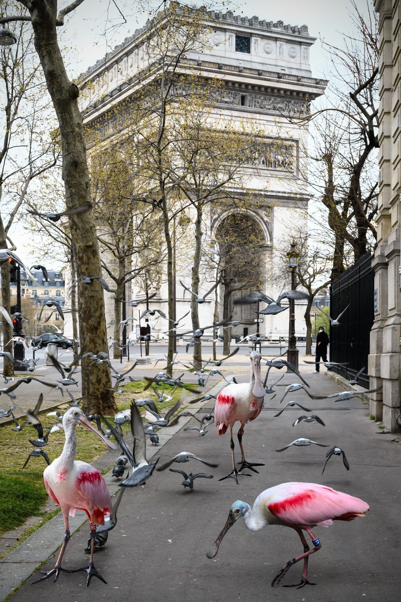 Pendant ce temps suspendu du premier confinement, je suis partie à la recherche de tous ces animaux qui semblaient avoir repris possession de leur territoire, ou plutôt du nôtre : la ville !
La presse évoquait l’apparition de lièvres, de renards, de cerfs et de biches déambulant librement dans les rues des villes, la réalité s’est avérée toute autre. Mis à part quelques canards, pigeons et moineaux, Paris restait déserte et muette.
L’idée s’est imposée, si je désirais voir surgir ce monde imaginaire et magique où tout un bestiaire d’espèces rares et menacées s’inviterait dans les rues de Paris en visiteurs inattendus, il fallait donc l’inventer et tenter de répondre ainsi aux attentes de ce fantasme collectif.
Je me suis alors souvenu de photos d’hier réalisées au Parc Zoologique de Paris que j’ai complétées par de nouvelles images prises le jour même de la réouverture officielle du Parc Zoologique de Paris le 8 juin 2020.
Ainsi l’histoire de ces bêtes extraordinaires dans Paris pouvait être racontée…
Les Zoonoses sont des maladies ou infections qui se transmettent des animaux vertébrés à l'homme et vice versa. Les pathogènes en cause peuvent être des bactéries, des virus ou des parasites.