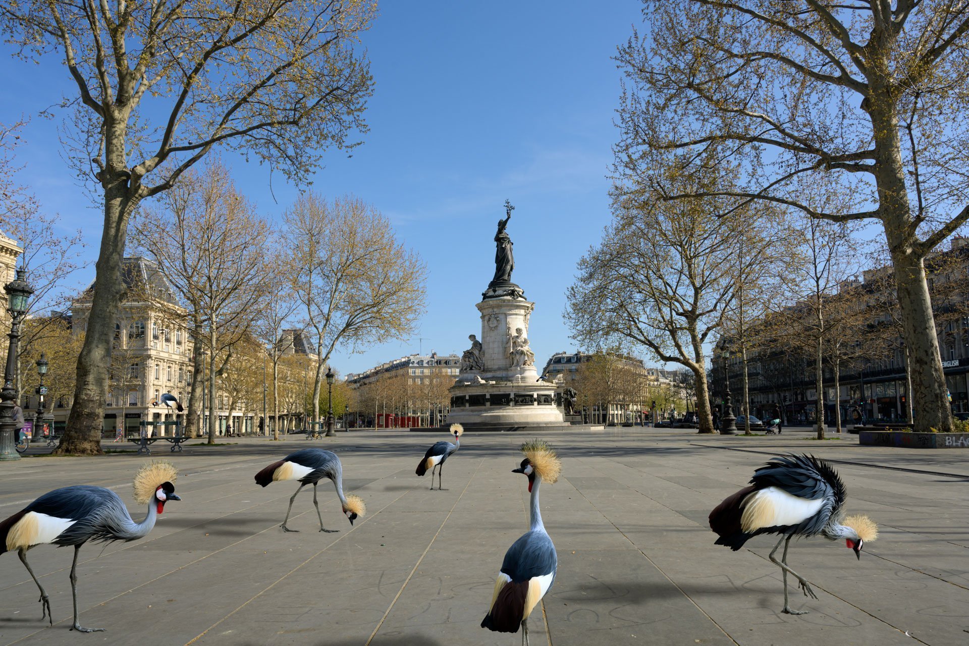 Pendant ce temps suspendu du premier confinement, je suis partie à la recherche de tous ces animaux qui semblaient avoir repris possession de leur territoire, ou plutôt du nôtre : la ville !
La presse évoquait l’apparition de lièvres, de renards, de cerfs et de biches déambulant librement dans les rues des villes, la réalité s’est avérée toute autre. Mis à part quelques canards, pigeons et moineaux, Paris restait déserte et muette.
L’idée s’est imposée, si je désirais voir surgir ce monde imaginaire et magique où tout un bestiaire d’espèces rares et menacées s’inviterait dans les rues de Paris en visiteurs inattendus, il fallait donc l’inventer et tenter de répondre ainsi aux attentes de ce fantasme collectif.
Je me suis alors souvenu de photos d’hier réalisées au Parc Zoologique de Paris que j’ai complétées par de nouvelles images prises le jour même de la réouverture officielle du Parc Zoologique de Paris le 8 juin 2020.
Ainsi l’histoire de ces bêtes extraordinaires dans Paris pouvait être racontée…
Les Zoonoses sont des maladies ou infections qui se transmettent des animaux vertébrés à l'homme et vice versa. Les pathogènes en cause peuvent être des bactéries, des virus ou des parasites.