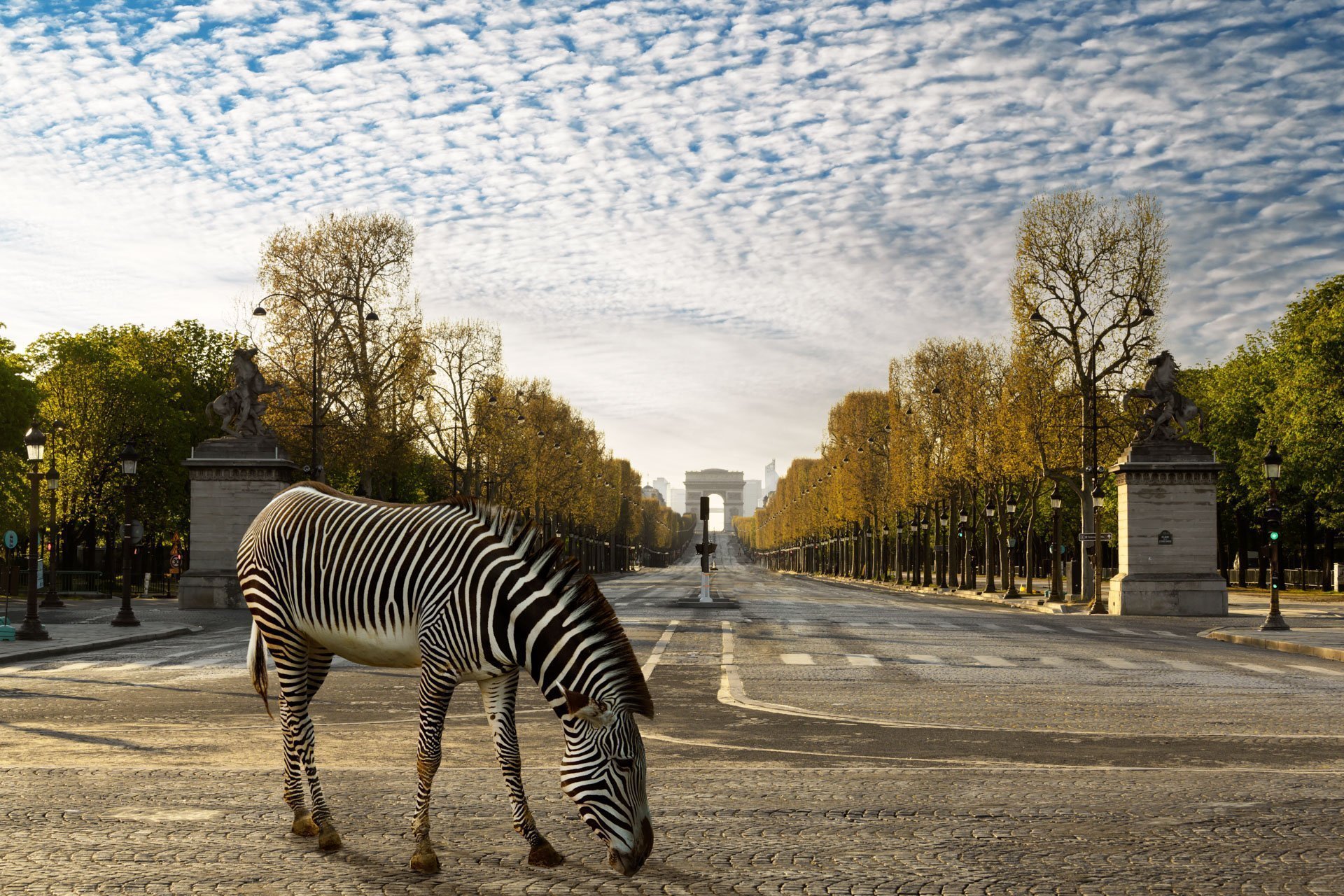 Pendant ce temps suspendu du premier confinement, je suis partie à la recherche de tous ces animaux qui semblaient avoir repris possession de leur territoire, ou plutôt du nôtre : la ville !
La presse évoquait l’apparition de lièvres, de renards, de cerfs et de biches déambulant librement dans les rues des villes, la réalité s’est avérée toute autre. Mis à part quelques canards, pigeons et moineaux, Paris restait déserte et muette.
L’idée s’est imposée, si je désirais voir surgir ce monde imaginaire et magique où tout un bestiaire d’espèces rares et menacées s’inviterait dans les rues de Paris en visiteurs inattendus, il fallait donc l’inventer et tenter de répondre ainsi aux attentes de ce fantasme collectif.
Je me suis alors souvenu de photos d’hier réalisées au Parc Zoologique de Paris que j’ai complétées par de nouvelles images prises le jour même de la réouverture officielle du Parc Zoologique de Paris le 8 juin 2020.
Ainsi l’histoire de ces bêtes extraordinaires dans Paris pouvait être racontée…
Les Zoonoses sont des maladies ou infections qui se transmettent des animaux vertébrés à l'homme et vice versa. Les pathogènes en cause peuvent être des bactéries, des virus ou des parasites.